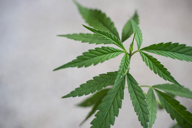 planta de Cannabis